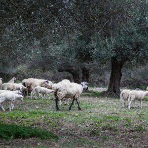 efkrato olive oil bran