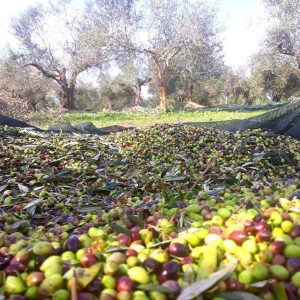 st elias olive oil brand