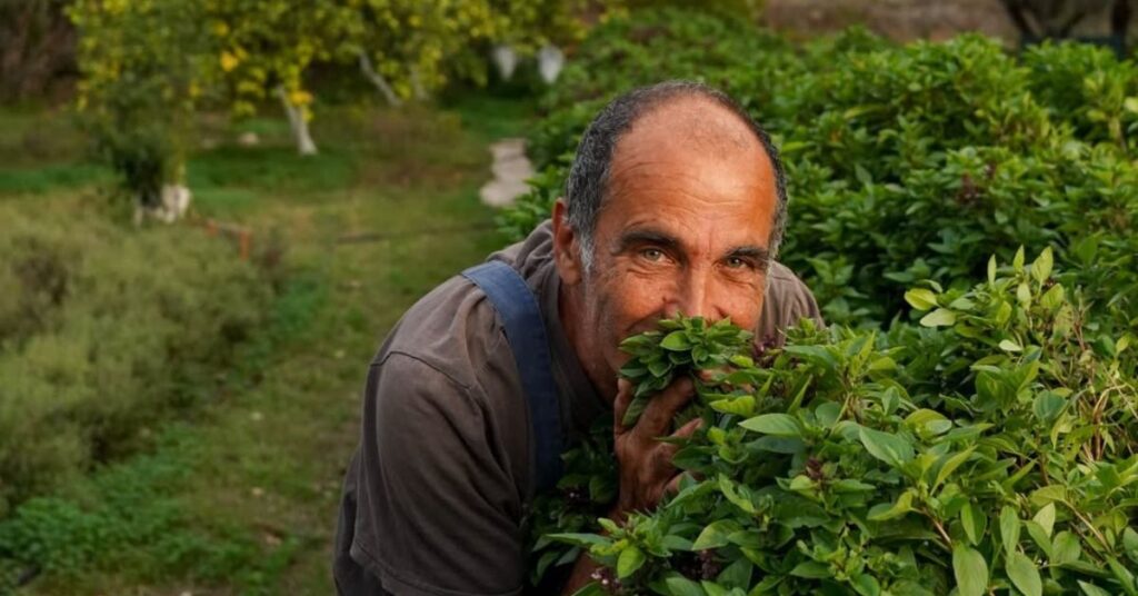 Aitria Greek Olive Oil producer smelling plants