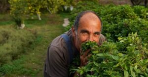 Aitria Greek Olive Oil producer smelling plants