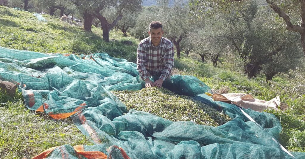 Makaria Terra Olive Oil producer harvesting