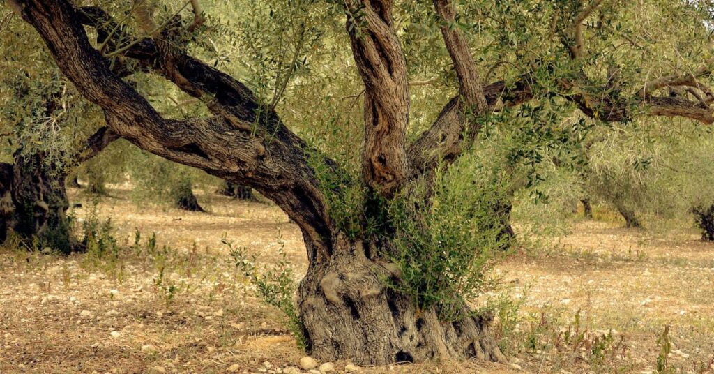 Heat Stress in Olive Groves with an old olive tree