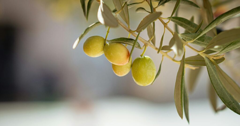 branches full of olives for Spain olive oil harvest 2025 forecast